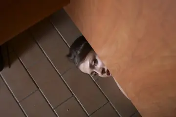 Ronald – Tattooed Brunette MILF Sucks Cock in the Locker Room