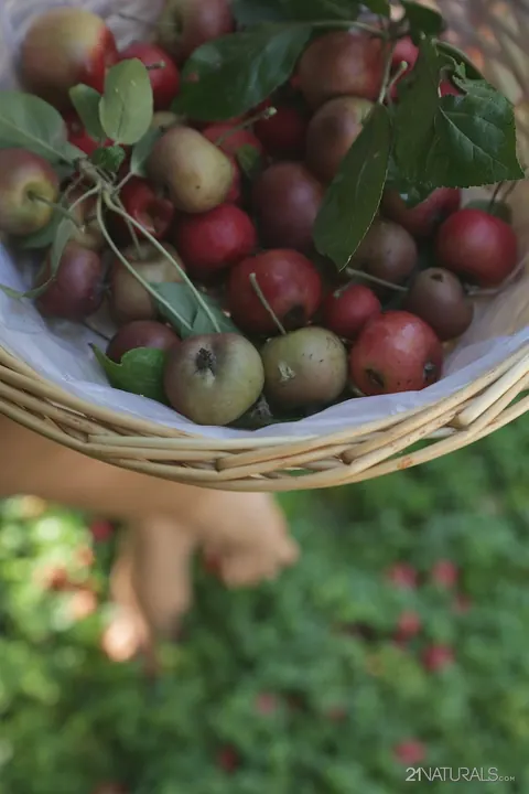 Kira Queen: Russian Brunette Picks Fruit Outdoors in a Skirt – photo 17 of 17