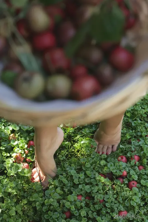 Kira Queen: Russian Brunette Picks Fruit Outdoors in a Skirt – photo 16 of 17